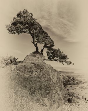 Crescent Cypress