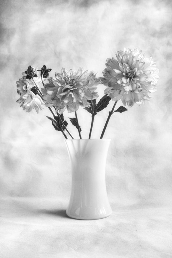 Dahlia Study #2