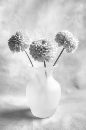 Dahlia Study #5