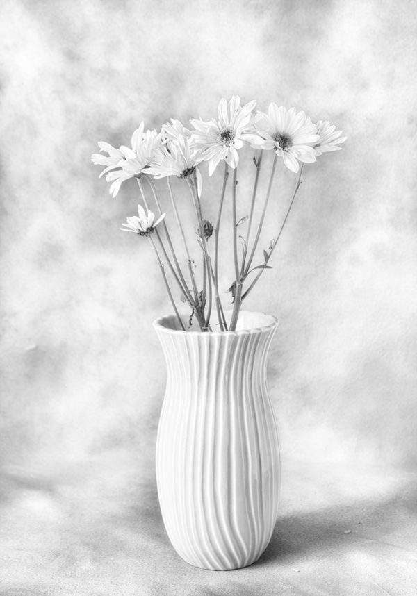 Daisy Study #1