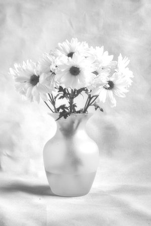 Daisy Study #2