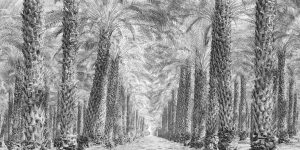 Date Palm Grove