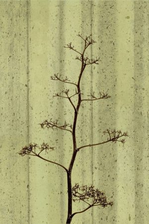 Desert Bloom
