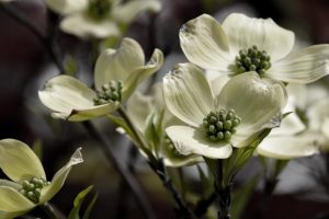 Dogwood Blossoms
