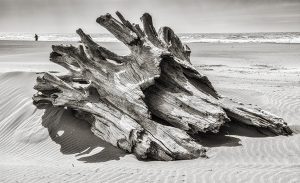 Driftwood