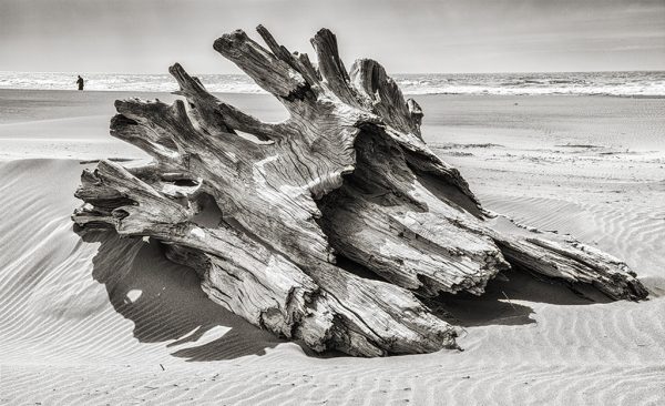 Driftwood