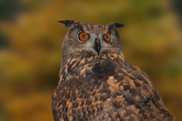 Eagle Owl