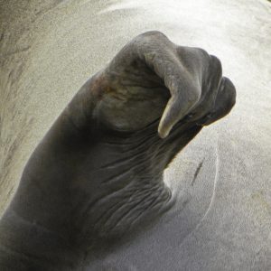 Elephant Seal Flipper – #1