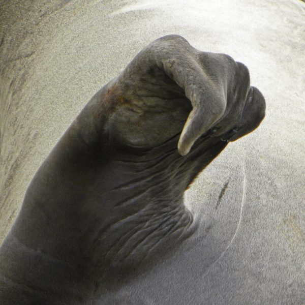 Elephant Seal Flipper – #1