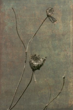 The End of the Bloom
