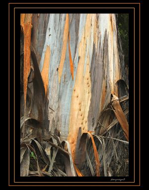 Eucalyptus 2
