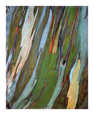 Eucalyptus Bark, Mendocino