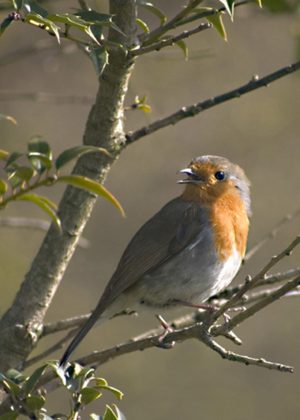 European Robin