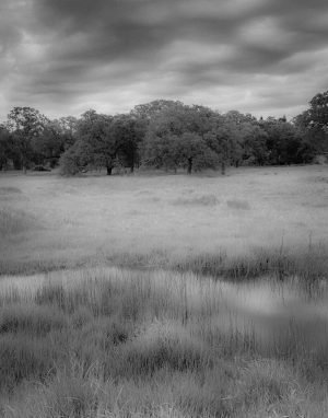 Fair Oaks Landscape #1 2018