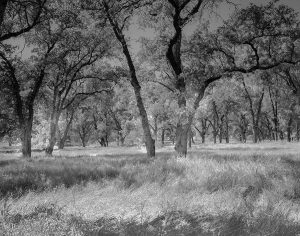 Fair Oaks Landscape #2 2018