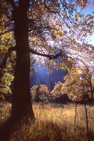 Fall Color in Yosemite