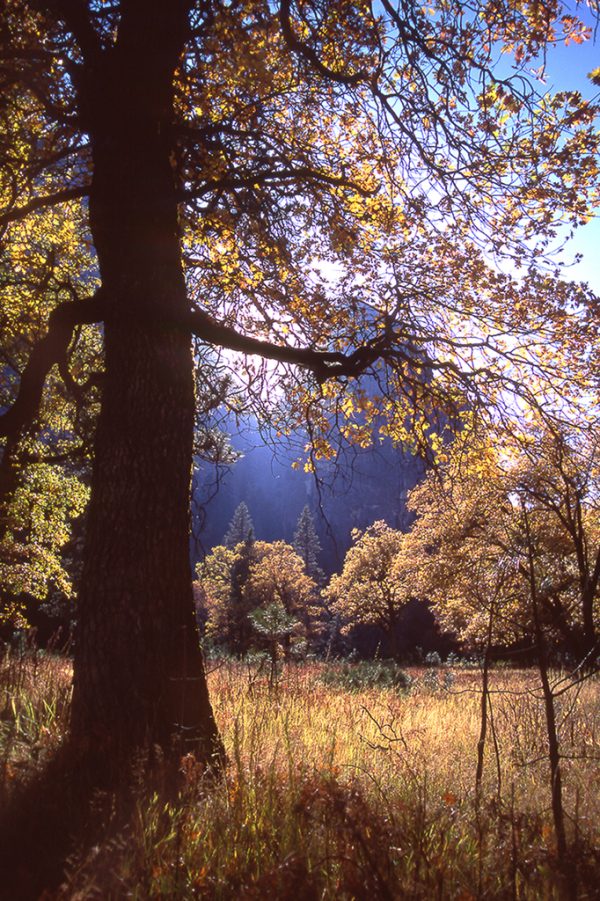 Fall Color in Yosemite