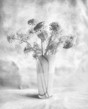 False Queen Anne’s Lace Study #1