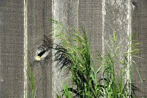Fence with Grass