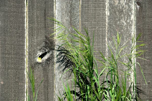 Fence with Grass