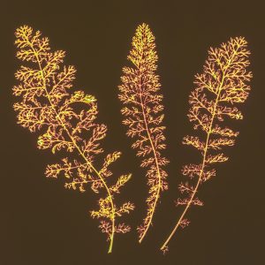 Ferns #1