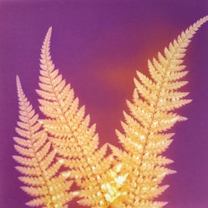 Ferns #2
