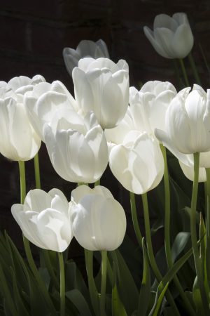 Filoli Tulips