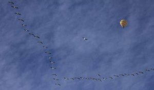 Flight