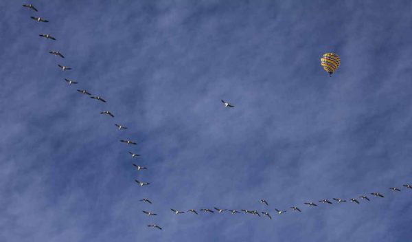 Flight