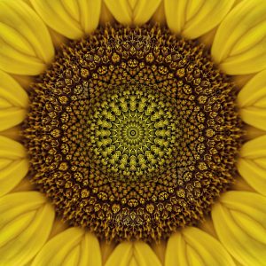 Floral Reverie #13