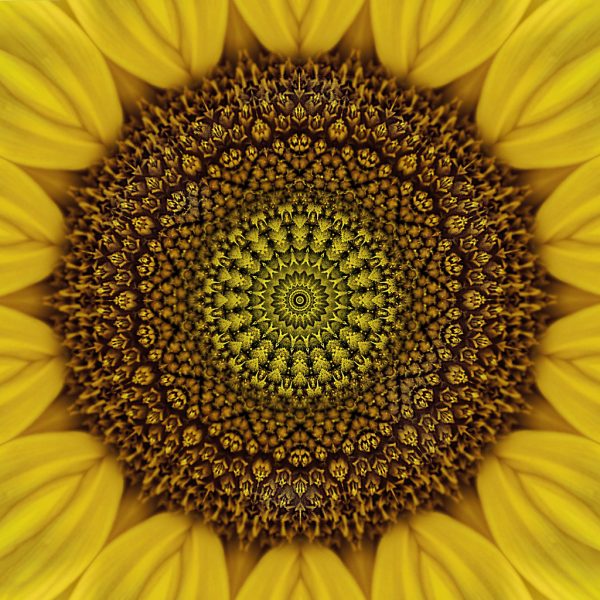 Floral Reverie #13
