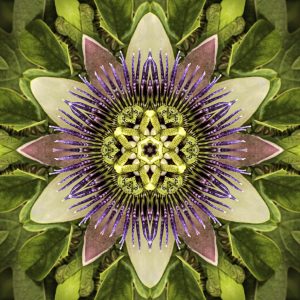 Floral Reverie #3