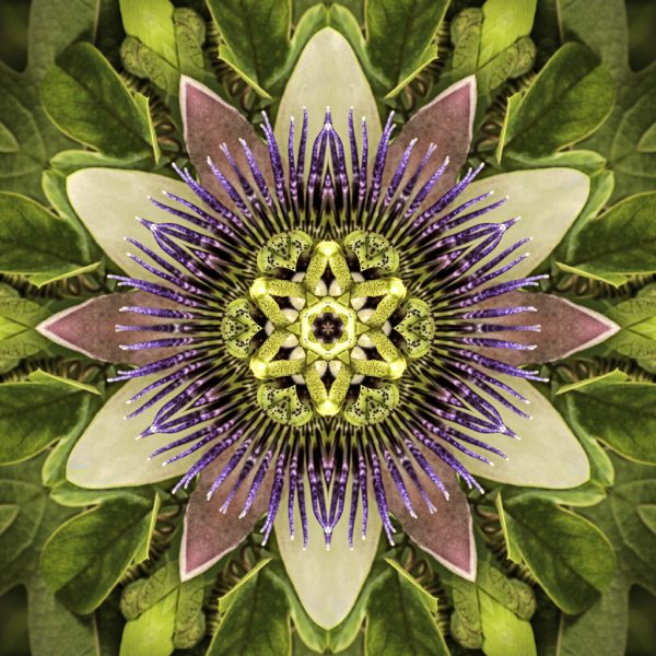 Floral Reverie #3
