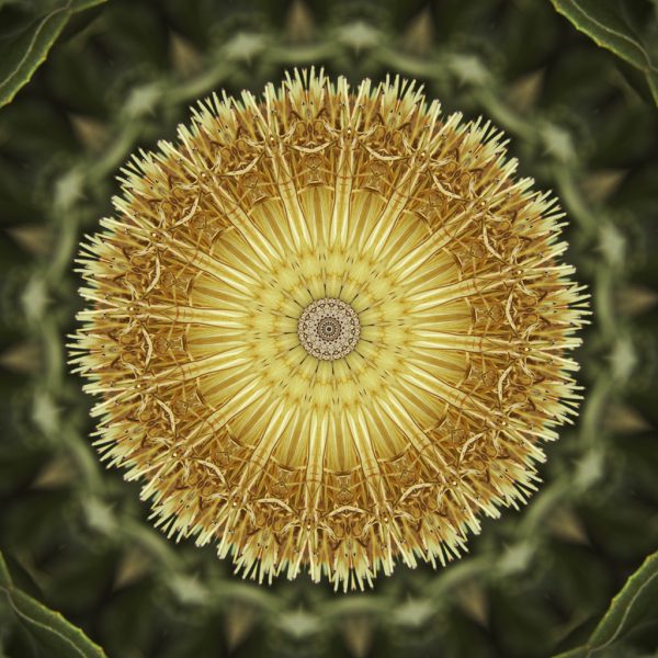 Floral Reverie #7