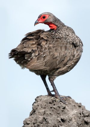 The Francolin, Botswana