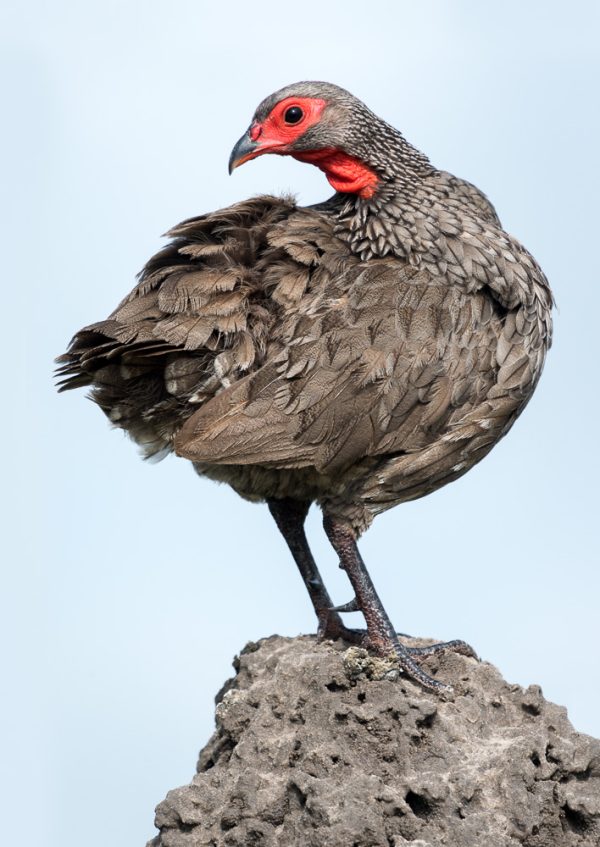The Francolin, Botswana
