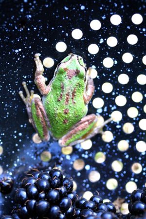 Frog with Berries