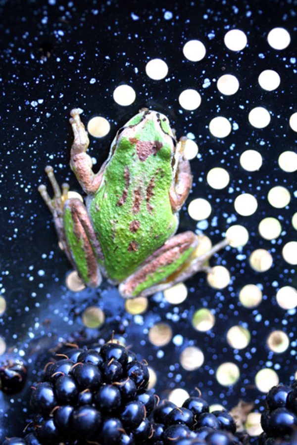 Frog with Berries