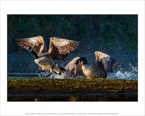 Geese fighting, American River, Sacramento, CA