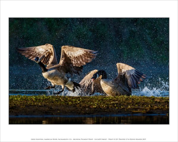Geese fighting, American River, Sacramento, CA