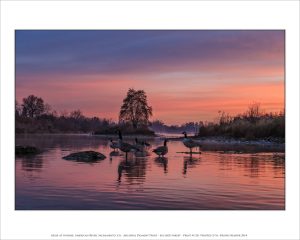 Geese at Sunrise, American River, Sacramento, CA