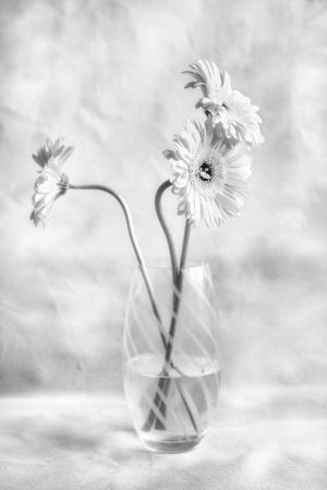 Gerbera Daisy Study #2