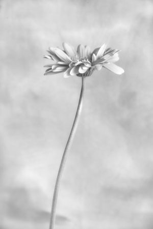 Gerbera Daisy Study #3