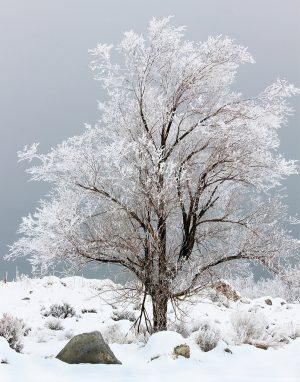 Ghost Tree