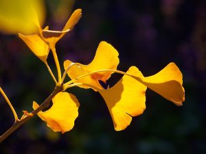 Ginkgo Leaves #1