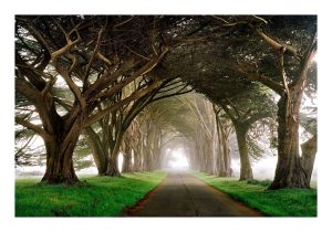 Gothic Wood
