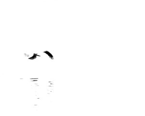 Graceful Flight
