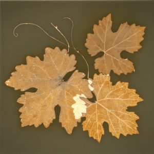 Grape Leaves #1