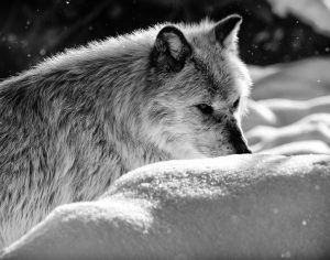 Gray Wolf - #2