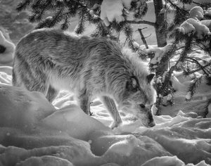 Gray Wolf - #3